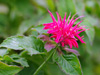 Pysznogwka dwoista Monarda didyma 'Pink Supreme'